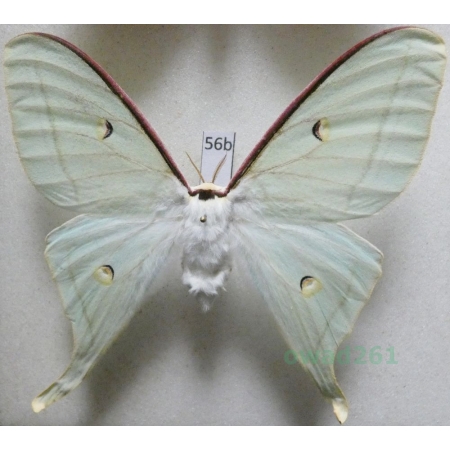 Actias luna (Linnaeus, 1758) female ex. ovo Canada 85mm56b